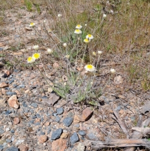 Leucochrysum albicans subsp. tricolor at Tuggeranong, ACT - 28 Sep 2023 11:45 AM