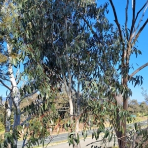 Eucalyptus pauciflora subsp. pauciflora at Kambah, ACT - 25 Sep 2023