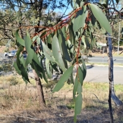 Eucalyptus pauciflora subsp. pauciflora at Kambah, ACT - 25 Sep 2023