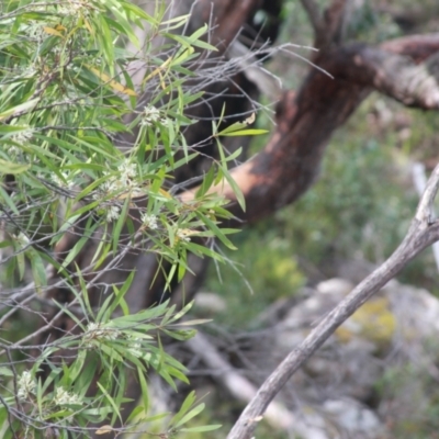 Hakea eriantha (Tree Hakea) at Wadbilliga National Park - 27 Sep 2023 by mahargiani