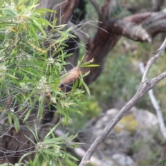 Hakea eriantha at Countegany, NSW - 27 Sep 2023