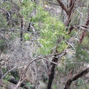 Hakea eriantha at Countegany, NSW - 27 Sep 2023 01:54 PM