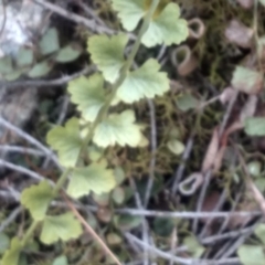 Asplenium flabellifolium (Necklace Fern) at Countegany, NSW - 27 Sep 2023 by mahargiani