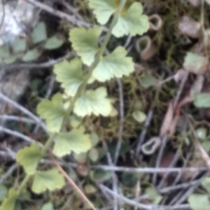 Asplenium flabellifolium at Countegany, NSW - 27 Sep 2023 12:55 PM