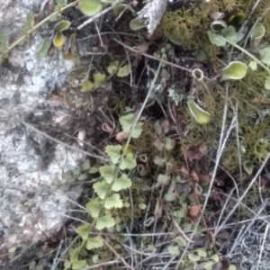 Asplenium flabellifolium at Countegany, NSW - 27 Sep 2023 12:55 PM