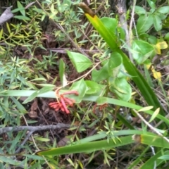 Grevillea rhyolitica at Wadbilliga National Park - 27 Sep 2023 by mahargiani