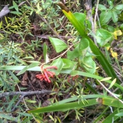 Grevillea rhyolitica at Countegany, NSW - 27 Sep 2023 by mahargiani