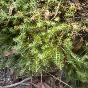 Acrotriche serrulata at Countegany, NSW - 27 Sep 2023