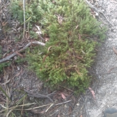 Acrotriche serrulata at Countegany, NSW - 27 Sep 2023