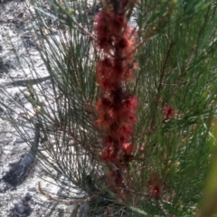 Allocasuarina nana (Dwarf She-oak) at Wadbilliga National Park - 27 Sep 2023 by mahargiani