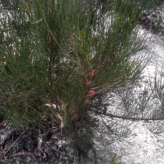Allocasuarina nana at Countegany, NSW - 27 Sep 2023