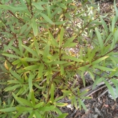 Persoonia silvatica (Forest Geebung) at Countegany, NSW - 27 Sep 2023 by mahargiani