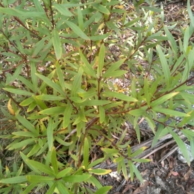 Persoonia silvatica (Forest Geebung) at Countegany, NSW - 27 Sep 2023 by mahargiani