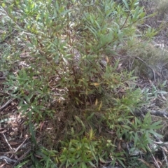 Persoonia silvatica at Countegany, NSW - 27 Sep 2023