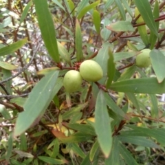 Persoonia silvatica at Countegany, NSW - 27 Sep 2023