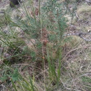 Banksia marginata at Countegany, NSW - 27 Sep 2023