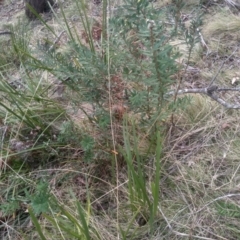 Banksia marginata (Silver Banksia) at Countegany, NSW - 27 Sep 2023 by mahargiani