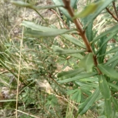 Banksia marginata at Countegany, NSW - 27 Sep 2023