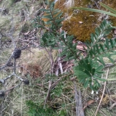 Banksia marginata at Countegany, NSW - 27 Sep 2023