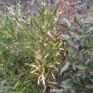 Hakea eriantha at Countegany, NSW - 27 Sep 2023 02:47 PM