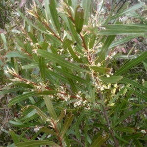 Hakea eriantha at Countegany, NSW - 27 Sep 2023 02:47 PM