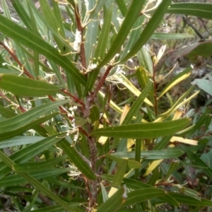 Hakea eriantha at Countegany, NSW - 27 Sep 2023 02:47 PM