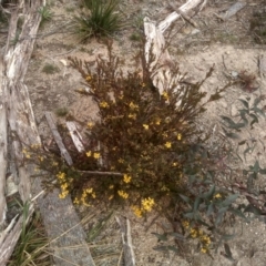 Pultenaea altissima (Tall Bush-pea) at Countegany, NSW - 27 Sep 2023 by mahargiani