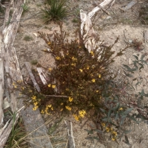 Pultenaea altissima at Countegany, NSW - 27 Sep 2023