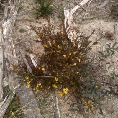 Pultenaea altissima (Tall Bush-pea) at Countegany, NSW - 27 Sep 2023 by mahargiani