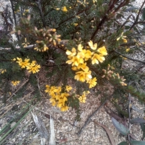 Pultenaea altissima at Countegany, NSW - 27 Sep 2023 02:48 PM