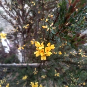 Pultenaea altissima at Countegany, NSW - 27 Sep 2023 02:48 PM