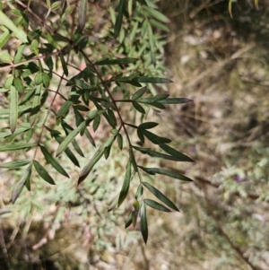 Polyscias sambucifolia at Captains Flat, NSW - 28 Sep 2023