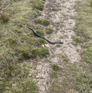 Austrelaps ramsayi at Rendezvous Creek, ACT - 27 Sep 2023 01:24 PM