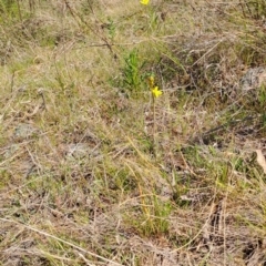 Bulbine bulbosa (Golden Lily) at Tuggeranong, ACT - 28 Sep 2023 by LPadg