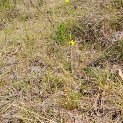 Bulbine bulbosa (Golden Lily) at Wanniassa Hill - 28 Sep 2023 by LPadg