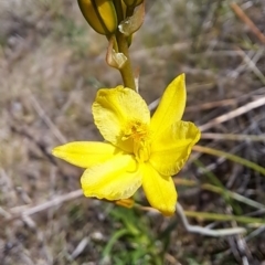 Bulbine bulbosa at Tuggeranong, ACT - 28 Sep 2023 12:34 PM