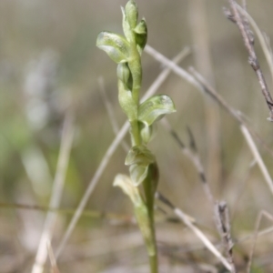 Hymenochilus sp. at Tuggeranong, ACT - suppressed