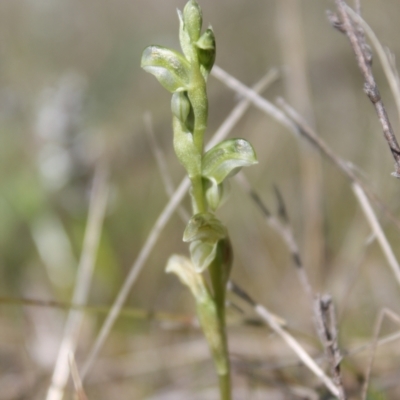 Hymenochilus sp. (A Greenhood Orchid) at Tuggeranong, ACT - 28 Sep 2023 by LPadg