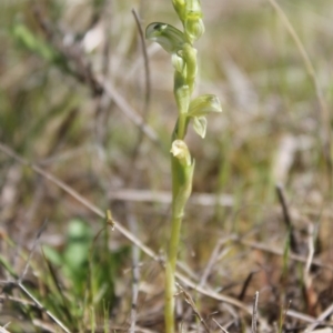 Hymenochilus sp. at Tuggeranong, ACT - suppressed