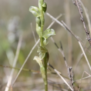 Hymenochilus sp. at Tuggeranong, ACT - suppressed