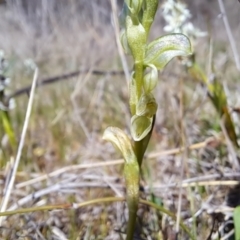 Hymenochilus sp. at Tuggeranong, ACT - suppressed