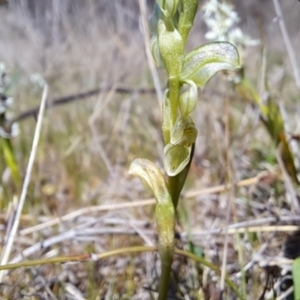 Hymenochilus sp. at Tuggeranong, ACT - suppressed