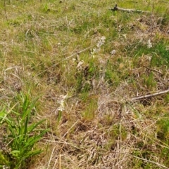 Wurmbea dioica subsp. dioica (Early Nancy) at Wanniassa Hill - 28 Sep 2023 by LPadg