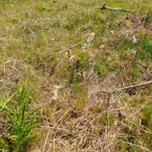 Wurmbea dioica subsp. dioica at Tuggeranong, ACT - 28 Sep 2023