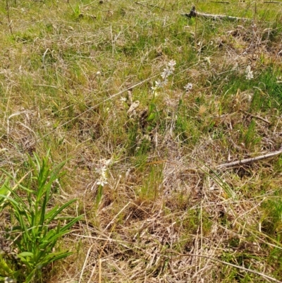 Wurmbea dioica subsp. dioica (Early Nancy) at Tuggeranong, ACT - 28 Sep 2023 by LPadg