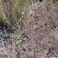 Vittadinia cuneata var. cuneata (Fuzzy New Holland Daisy) at Wanniassa Hill - 28 Sep 2023 by LPadg