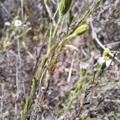 Vittadinia cuneata var. cuneata at Tuggeranong, ACT - 28 Sep 2023 12:05 PM