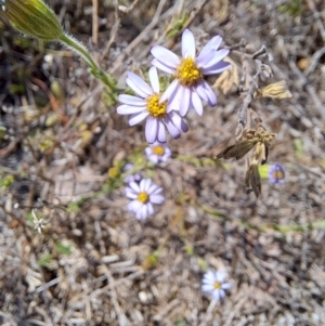 Vittadinia cuneata var. cuneata at Tuggeranong, ACT - 28 Sep 2023