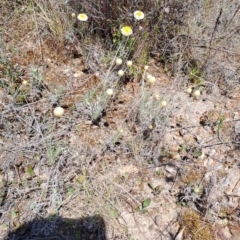 Leucochrysum albicans subsp. tricolor (Hoary Sunray) at Tuggeranong, ACT - 28 Sep 2023 by LPadg