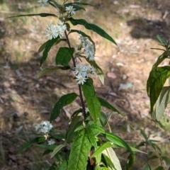 Olearia lirata at Belconnen, ACT - 28 Sep 2023 09:24 AM